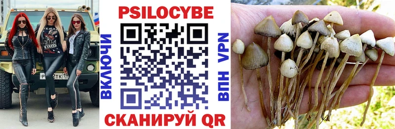 Купить где  Дюртюли  Псилоцибиновые грибы Psilocybe 